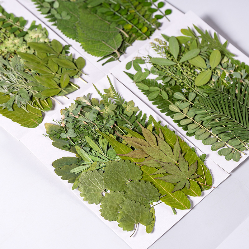 Dried Flower Bulk - 1 Set 35 pz Pressato Fiore